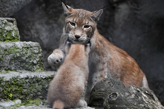 Детеныши рыси в Московском зоопарке