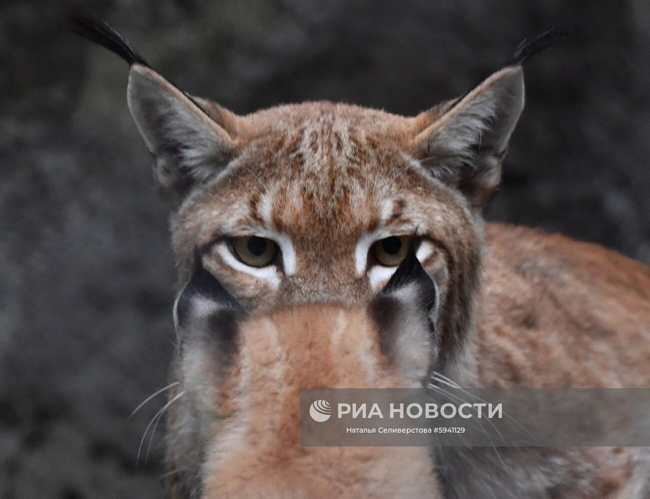 Восточносибирская рысь с одним из двух детенышей, родившихся 20 мая, в вольере Московского зоопарка. Место: Россия, Москва. Автор: Наталья Селиверстова/РИА Новости. Детеныши рыси в Московском зоопарке
