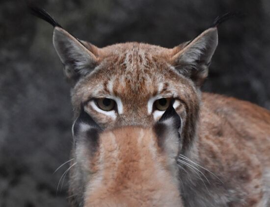Детеныши рыси в Московском зоопарке
