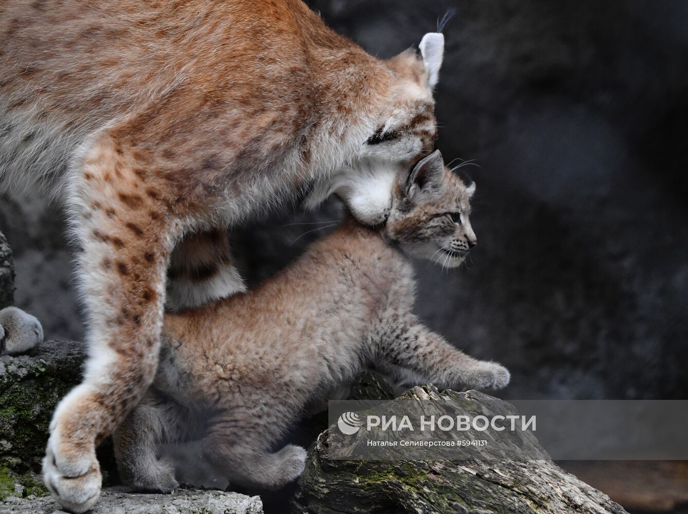 Детеныши рыси в Московском зоопарке