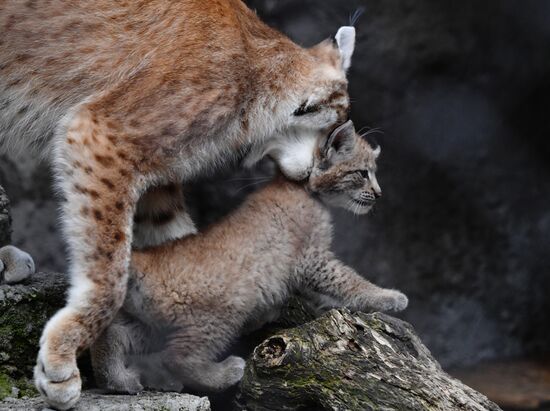 Детеныши рыси в Московском зоопарке