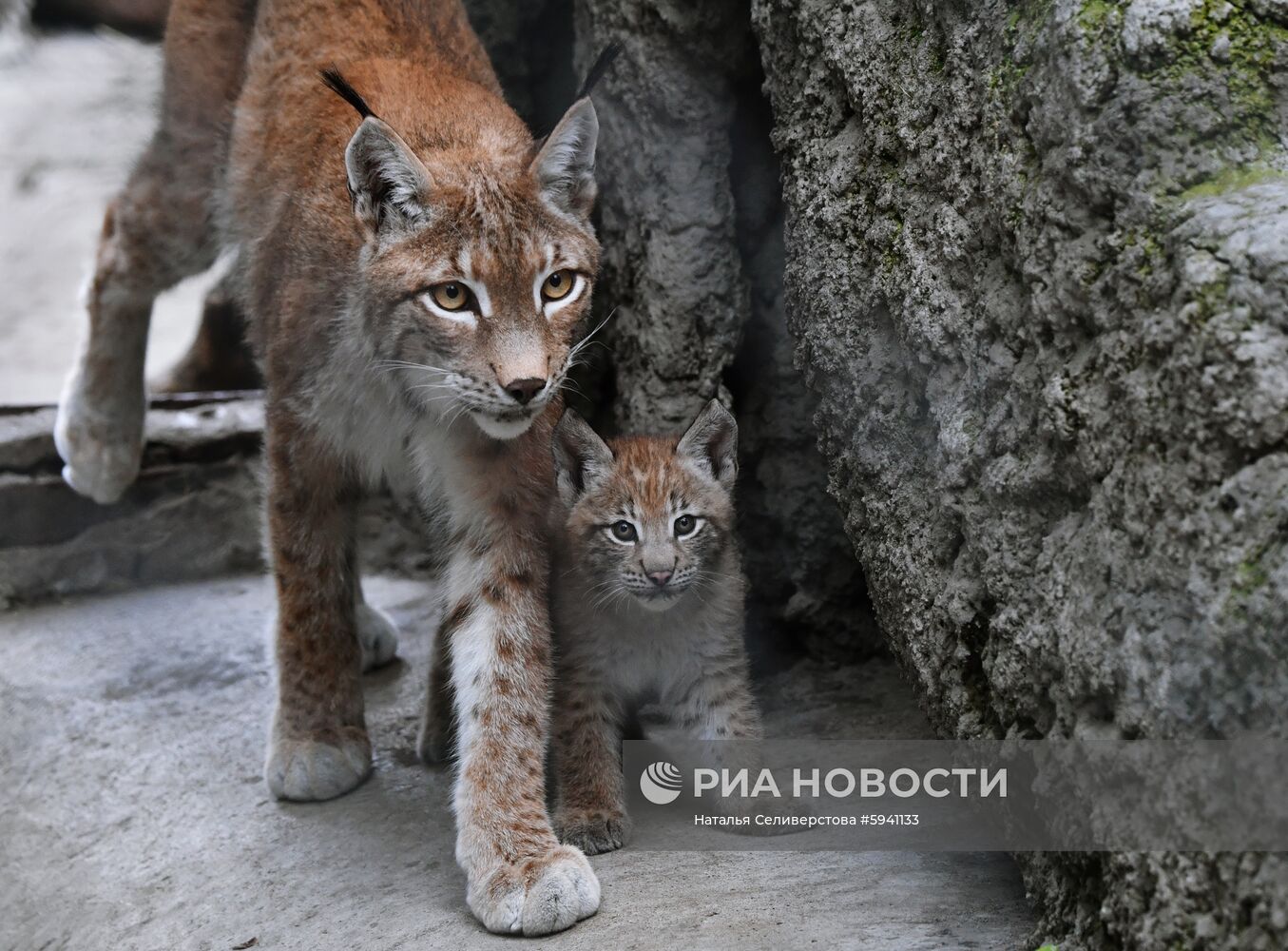 Детеныши рыси в Московском зоопарке