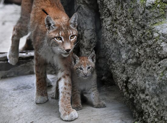 Детеныши рыси в Московском зоопарке