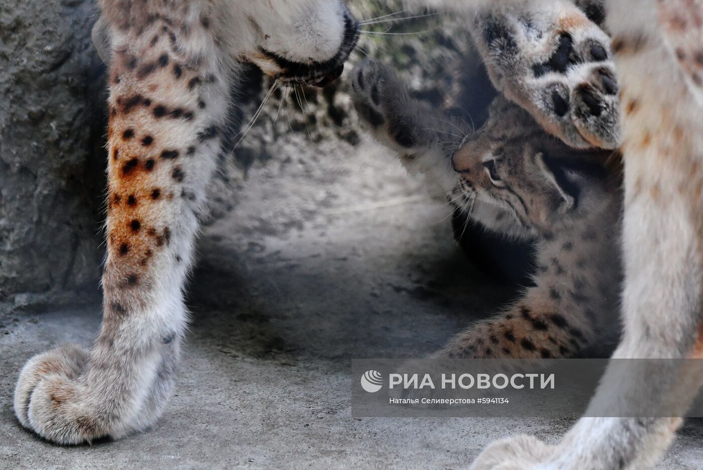 Детеныши рыси в Московском зоопарке