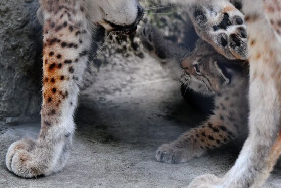 Детеныши рыси в Московском зоопарке