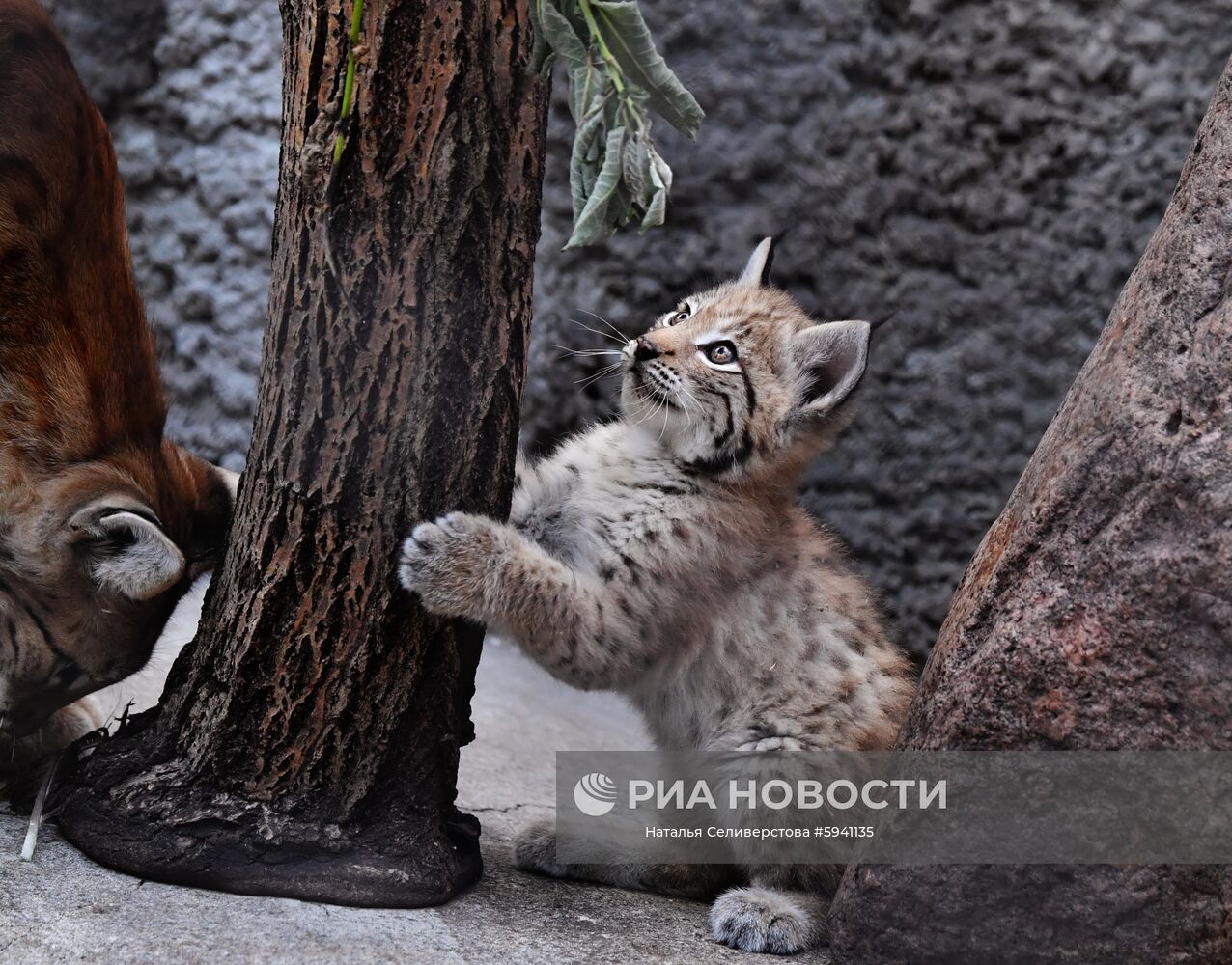 Детеныши рыси в Московском зоопарке