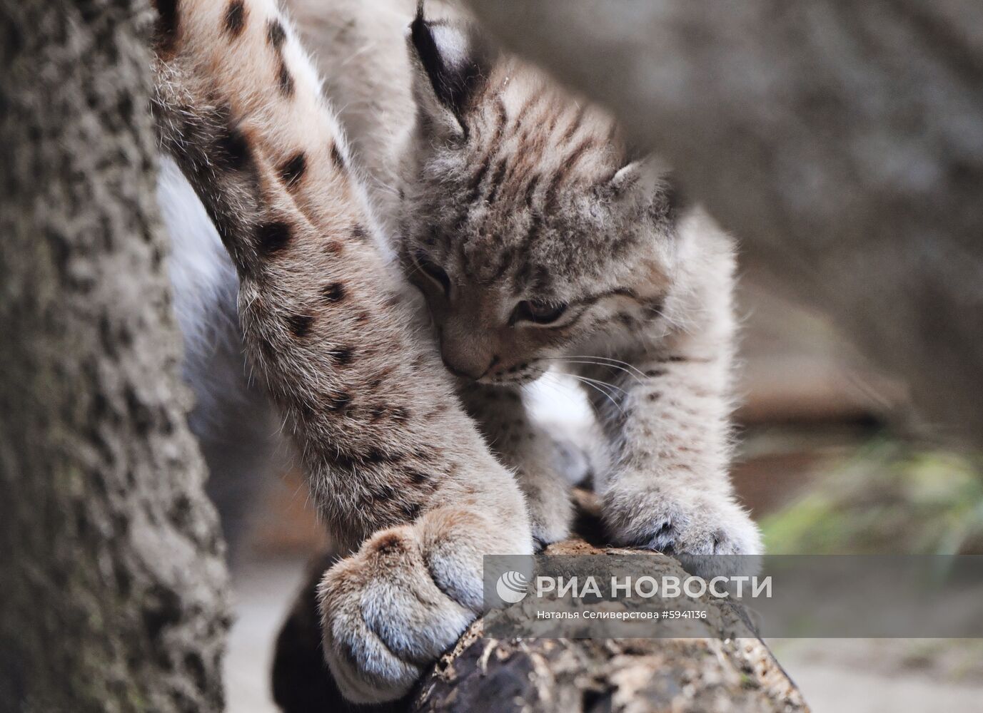 Детеныши рыси в Московском зоопарке