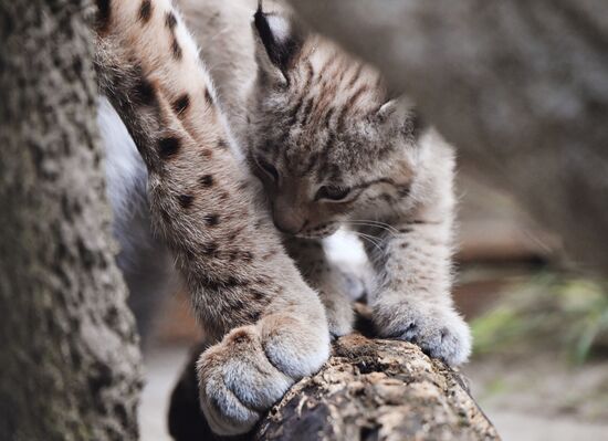 Детеныши рыси в Московском зоопарке