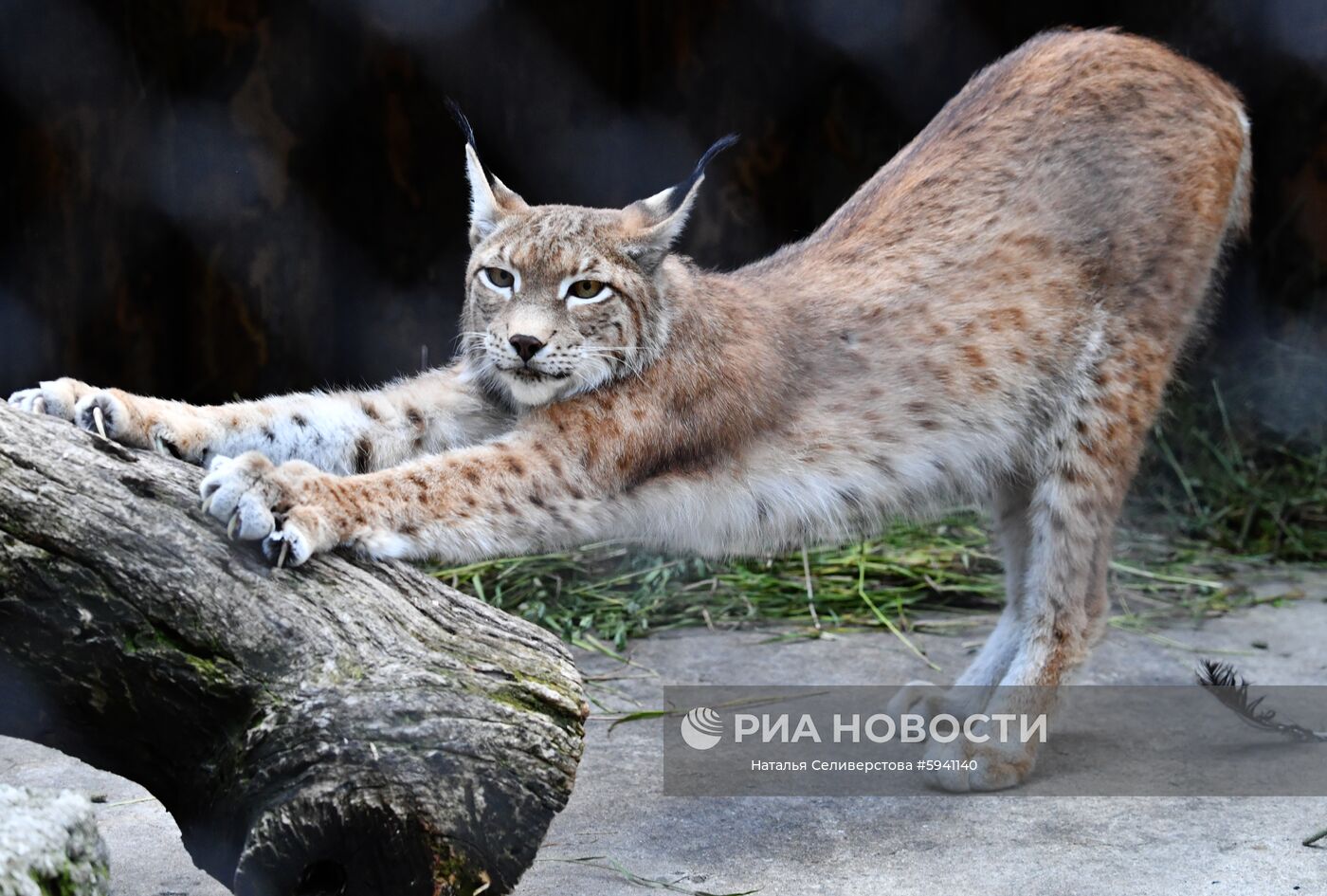 Восточносибирская рысь потягивается в вольере Московского зоопарка. Место: Россия, Москва. Автор: Наталья Селиверстова/РИА Новости. Детеныши рыси в Московском зоопарке