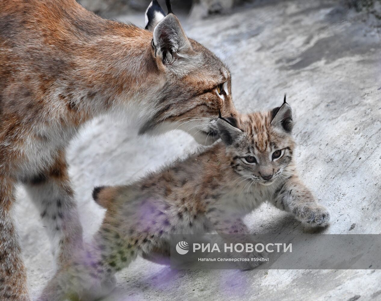 Восточносибирская рысь Гайка с одним из двух детенышей, родившихся 20 мая, в вольере Московского зоопарка. Место: Россия, Москва. Автор: Наталья Селиверстова/РИА Новости. Детеныши рыси в Московском зоопарке