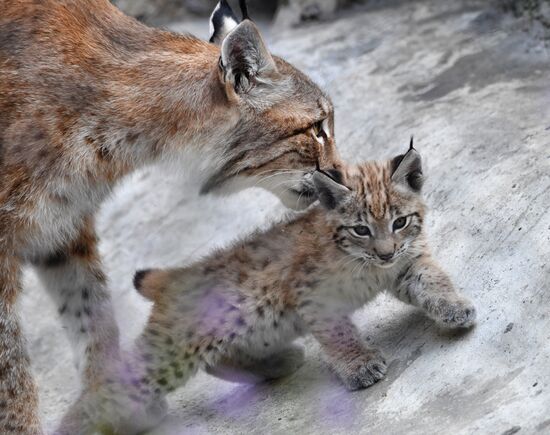 Детеныши рыси в Московском зоопарке
