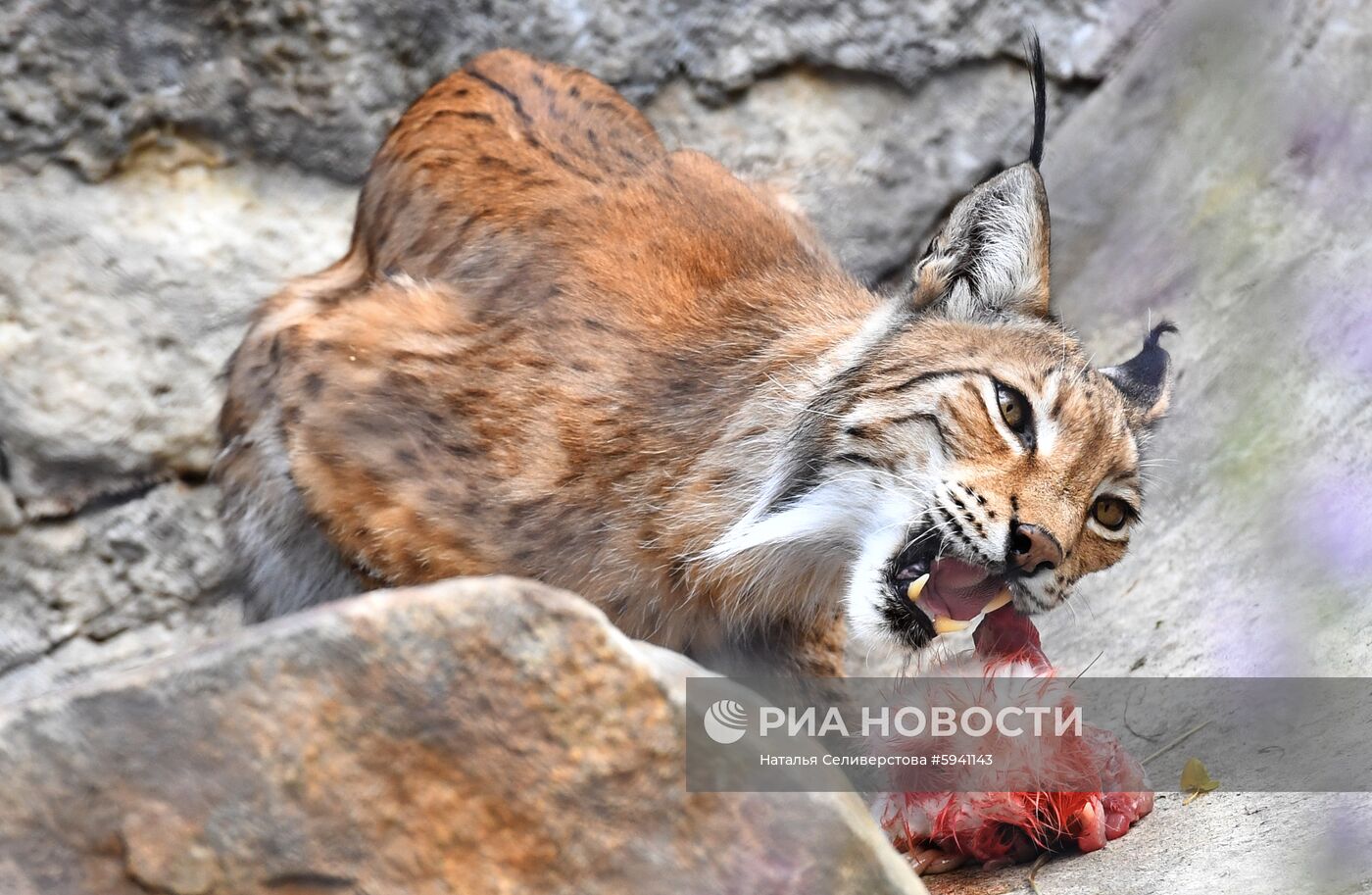 Детеныши рыси в Московском зоопарке