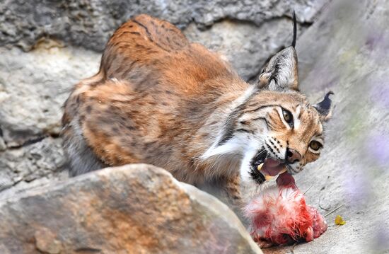 Детеныши рыси в Московском зоопарке