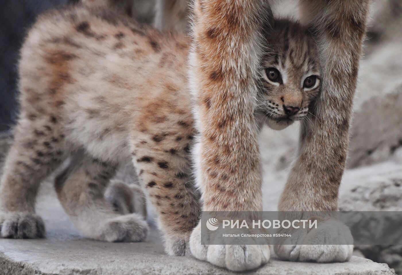 Детеныши рыси в Московском зоопарке