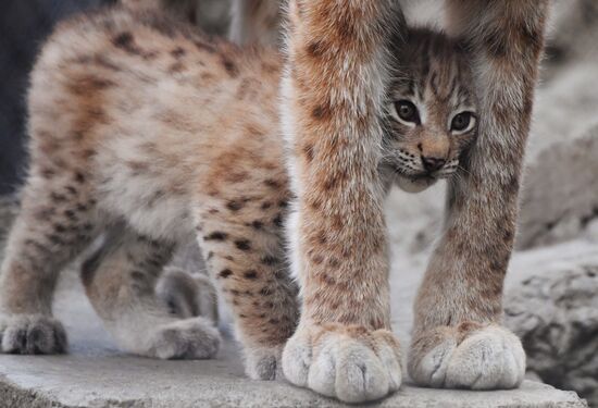 Детеныши рыси в Московском зоопарке