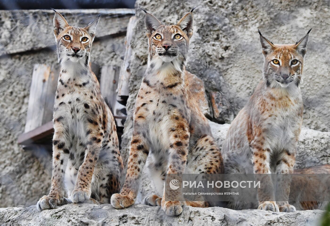 Детеныши рыси в Московском зоопарке