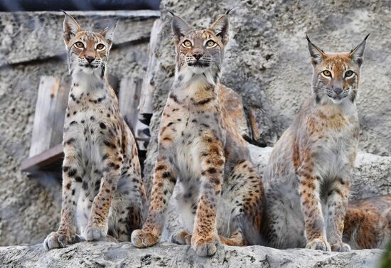 Детеныши рыси в Московском зоопарке