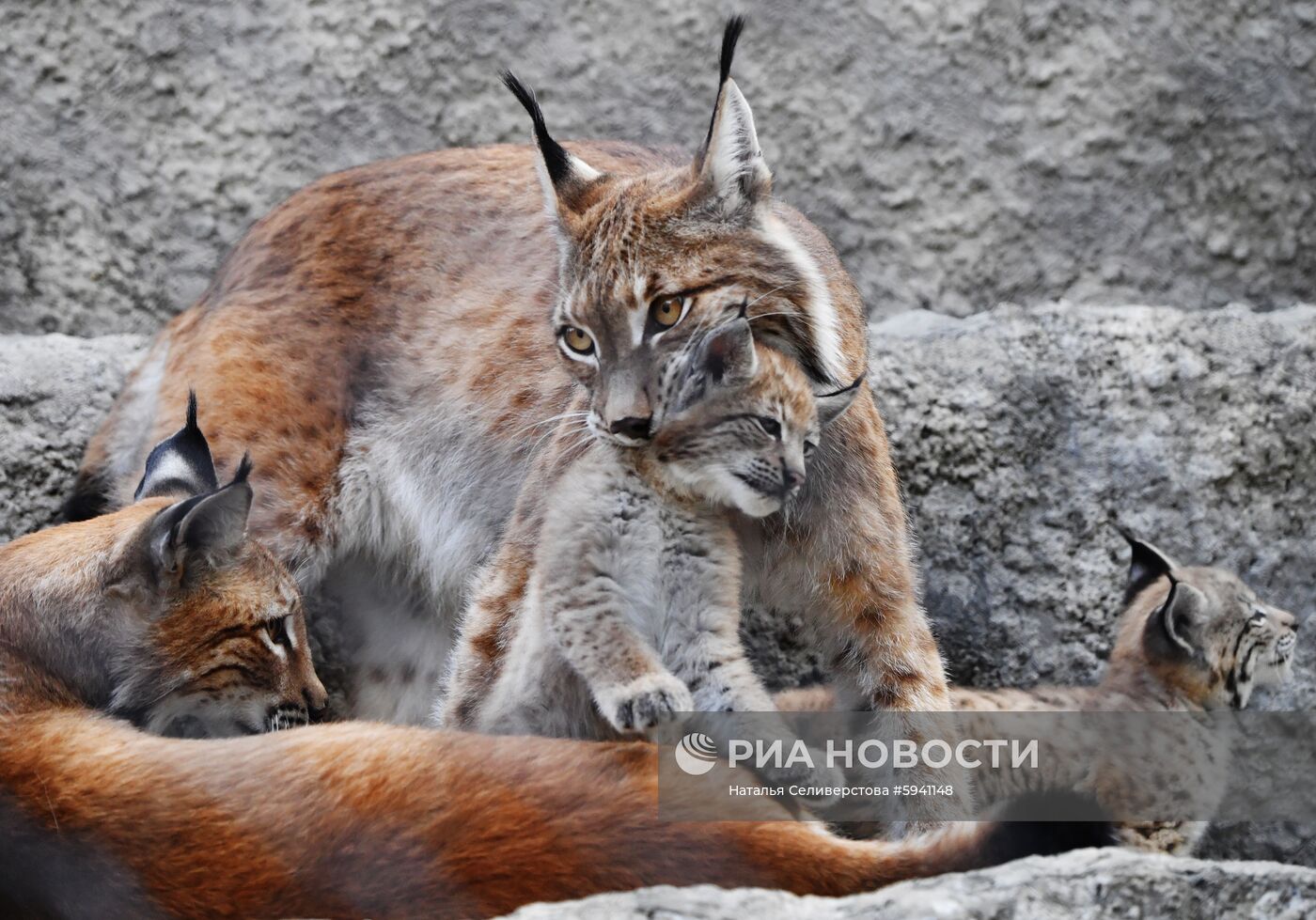 Детеныши рыси в Московском зоопарке