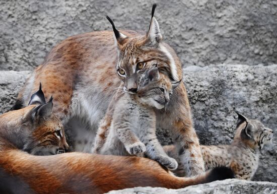 Детеныши рыси в Московском зоопарке