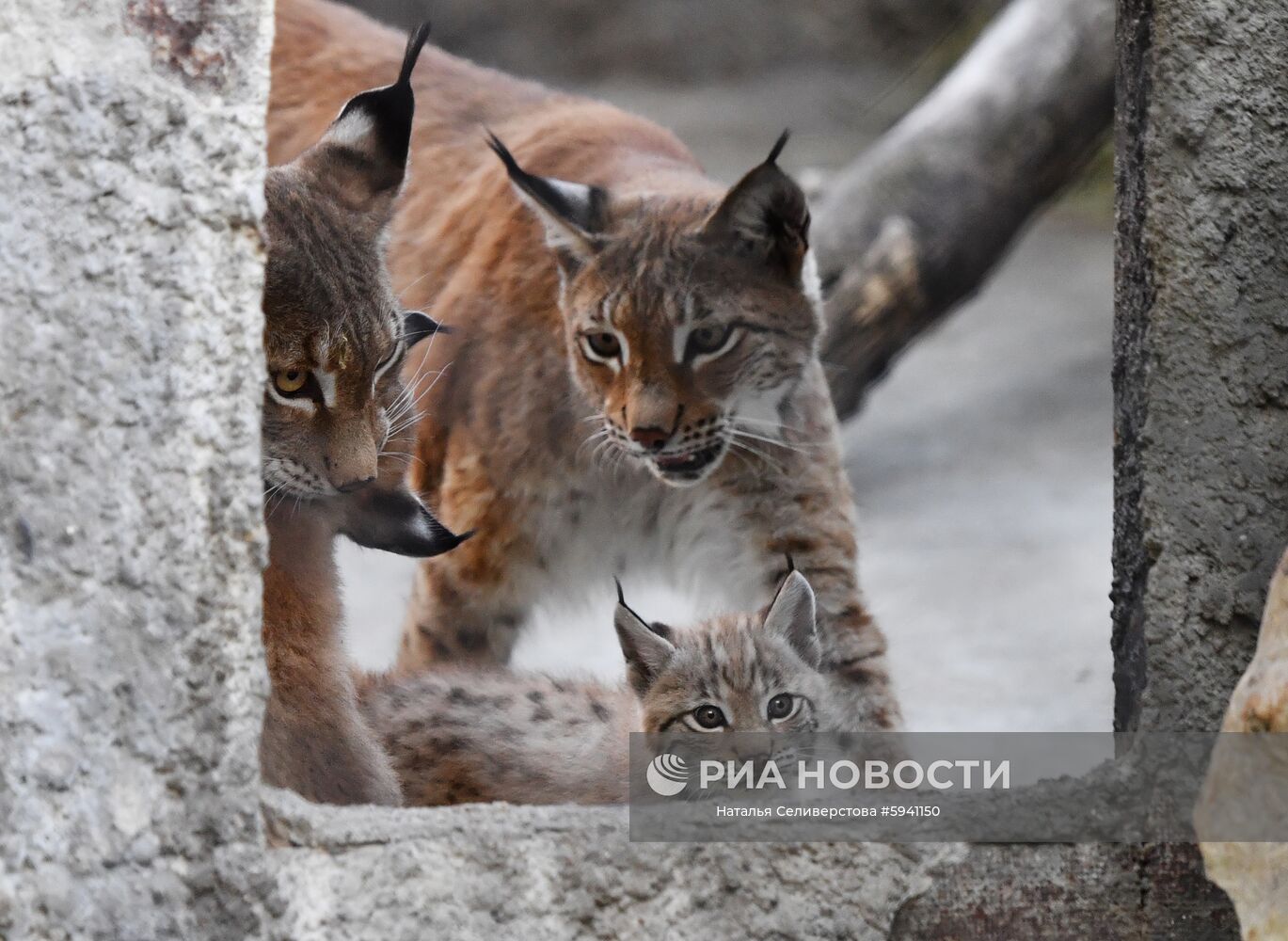 Восточносибирские рыси с одним из двух детенышей, родившихся 20 мая, в вольере Московского зоопарка. Место: Россия, Москва. Автор: Наталья Селиверстова/РИА Новости. Детеныши рыси в Московском зоопарке
