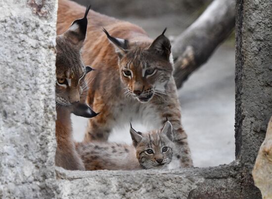 Детеныши рыси в Московском зоопарке