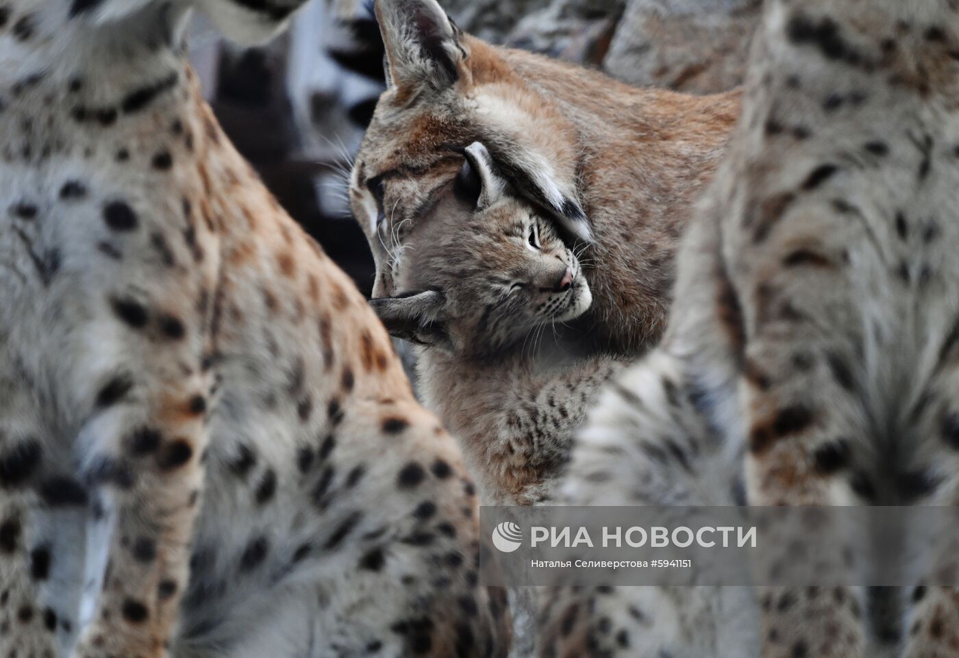 Детеныши рыси в Московском зоопарке