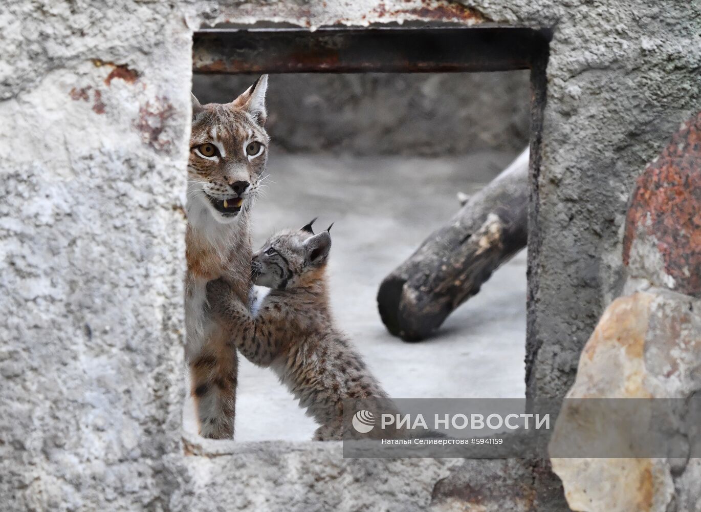 Детеныши рыси в Московском зоопарке