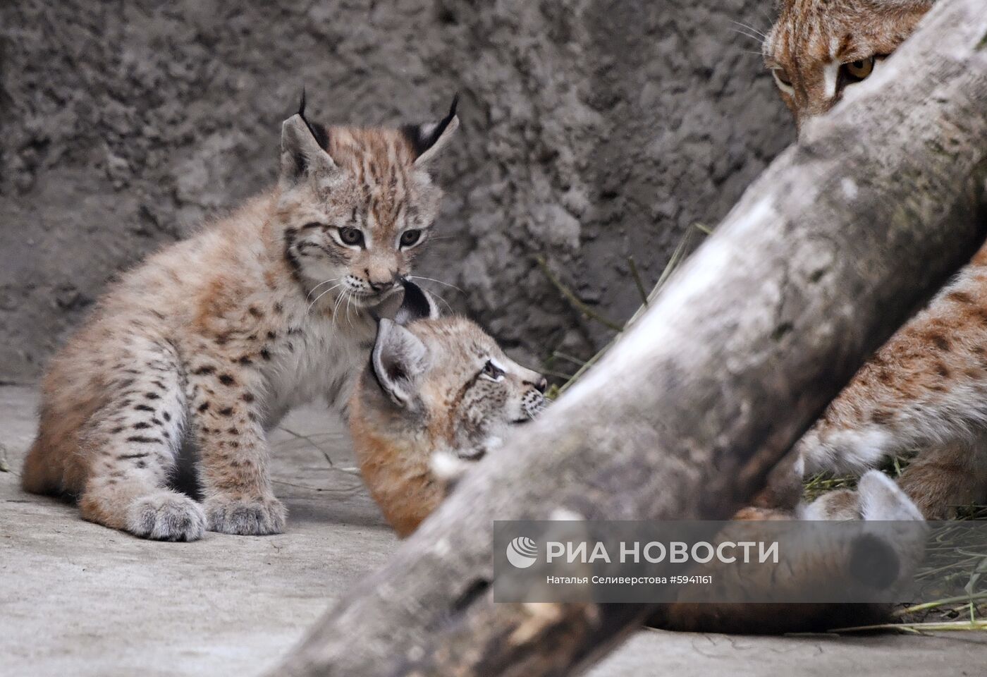 Детеныши рыси в Московском зоопарке