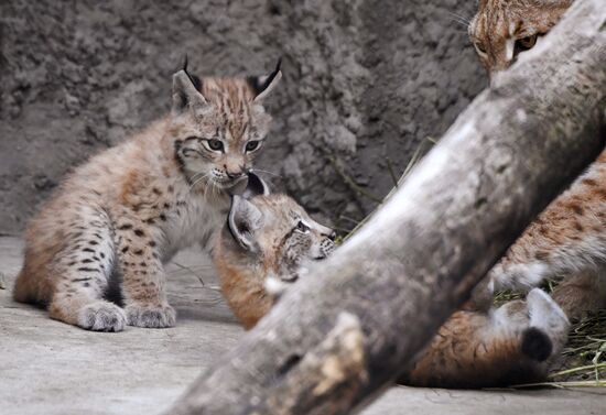 Детеныши рыси в Московском зоопарке