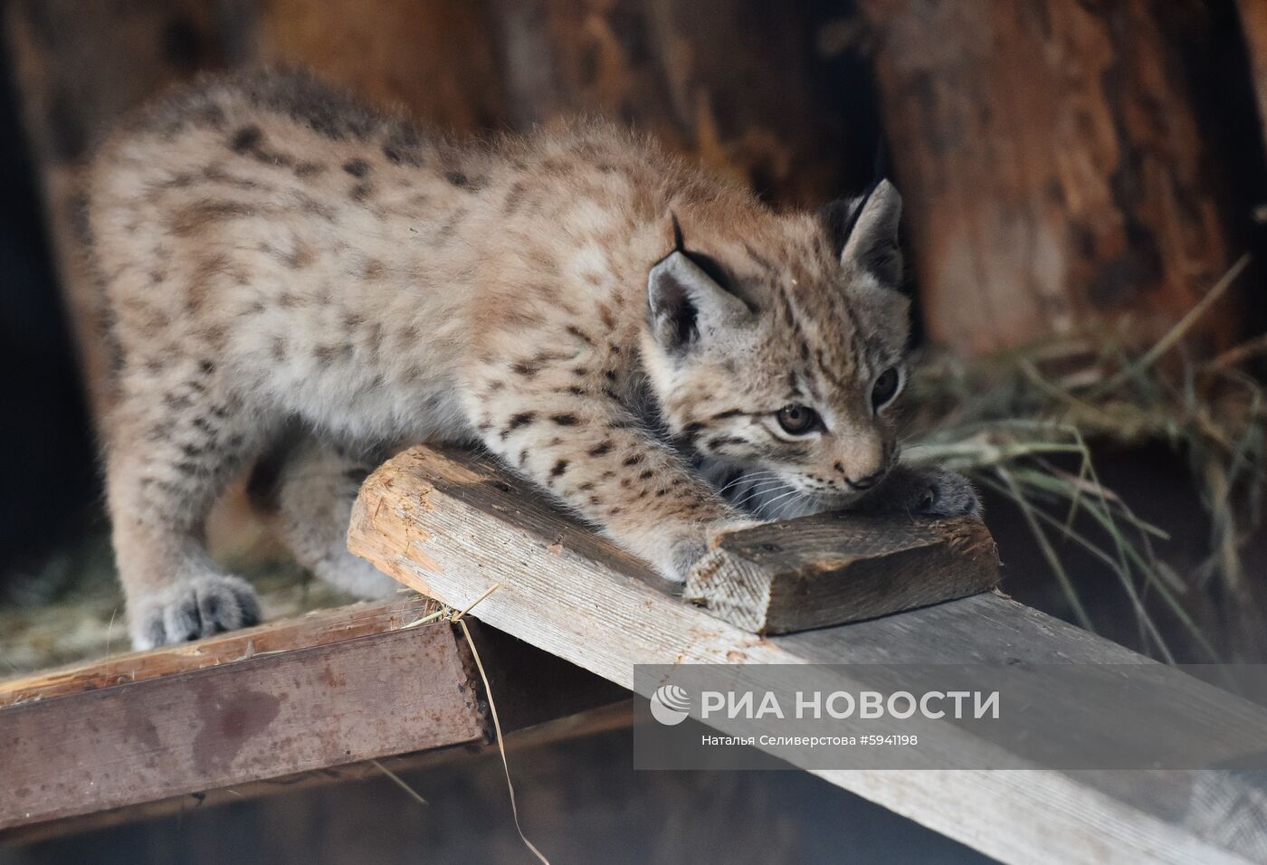 Детеныши рыси в Московском зоопарке