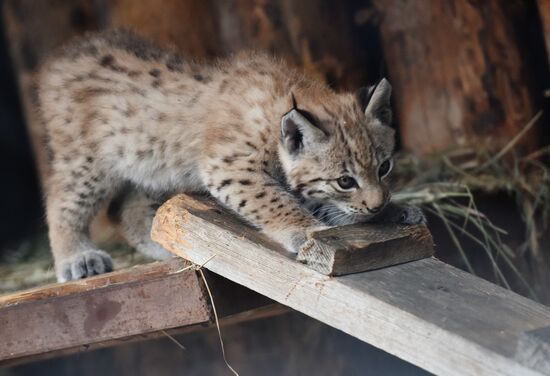 Детеныши рыси в Московском зоопарке