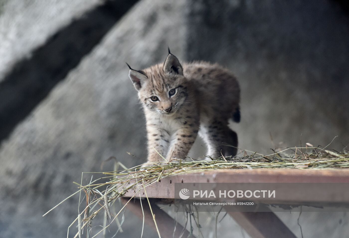 Детеныши рыси в Московском зоопарке