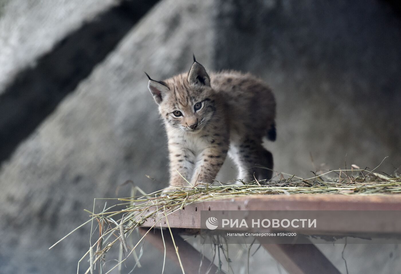Один из двух детенышей, родившихся у пары восточносибирских рысей Гайки и Чипа 20 мая, в вольере Московского зоопарка. Место: Россия, Москва. Автор: Наталья Селиверстова/РИА Новости. Детеныши рыси в Московском зоопарке