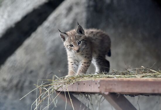 Детеныши рыси в Московском зоопарке