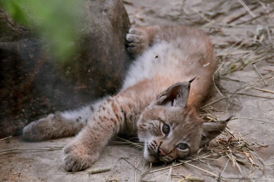 Детеныши рыси в Московском зоопарке