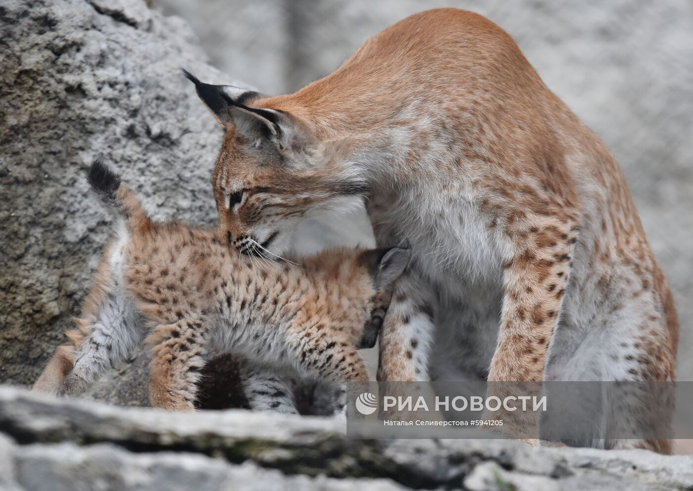 Детеныши рыси в Московском зоопарке