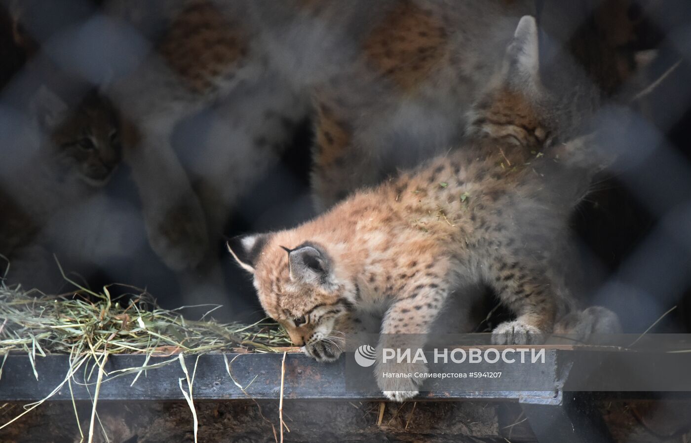 Детеныши рыси в Московском зоопарке