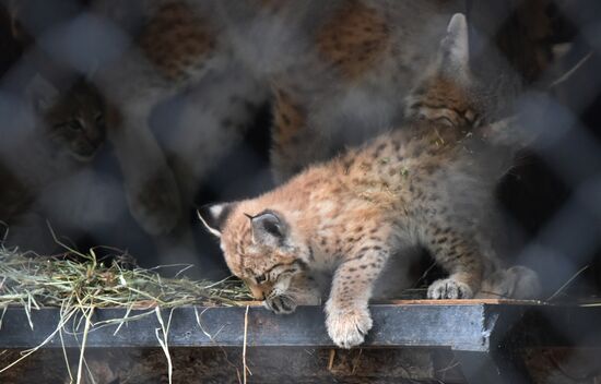 Детеныши рыси в Московском зоопарке