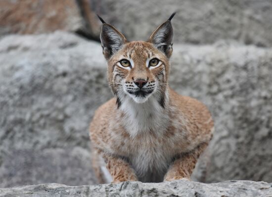 Детеныши рыси в Московском зоопарке