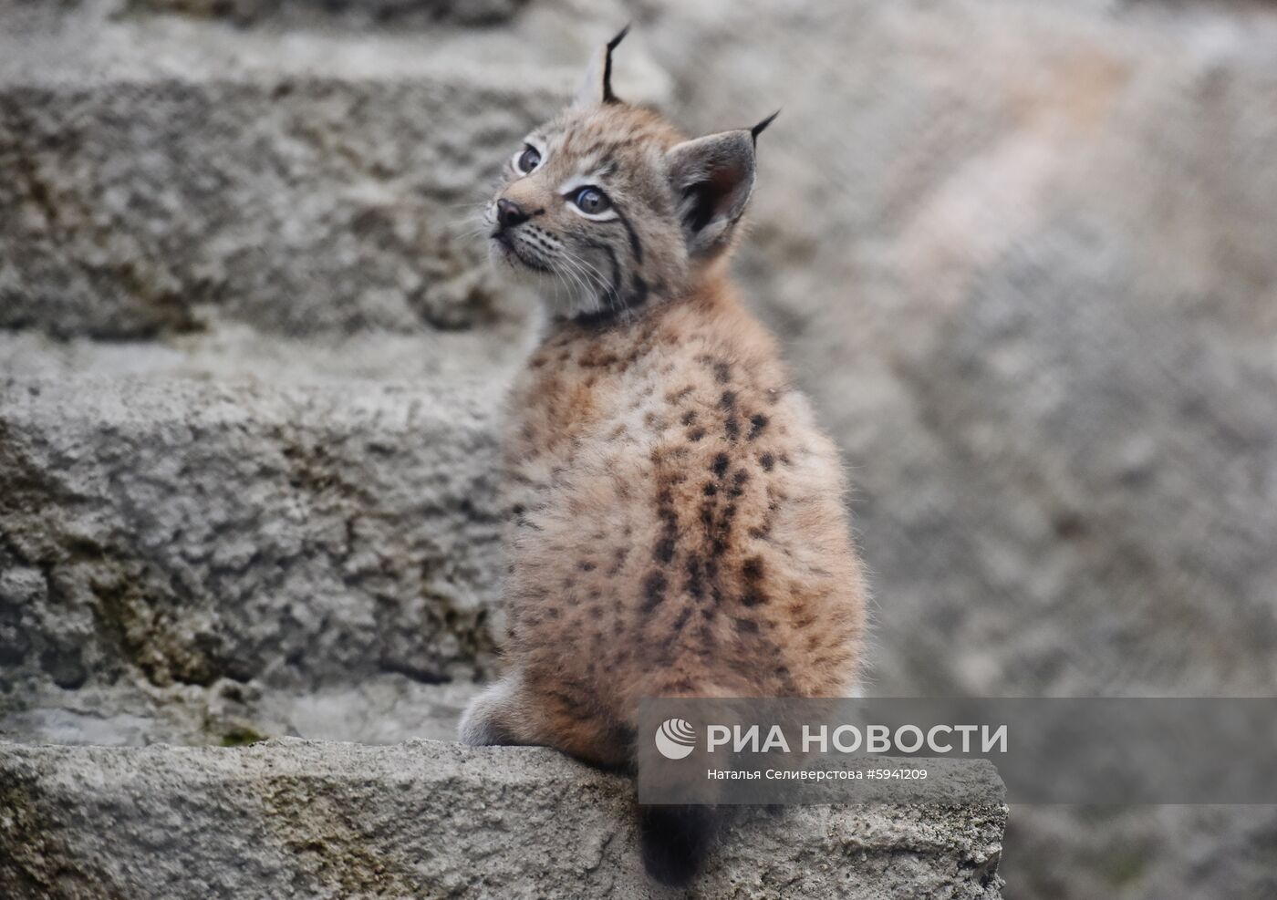 Детеныши рыси в Московском зоопарке
