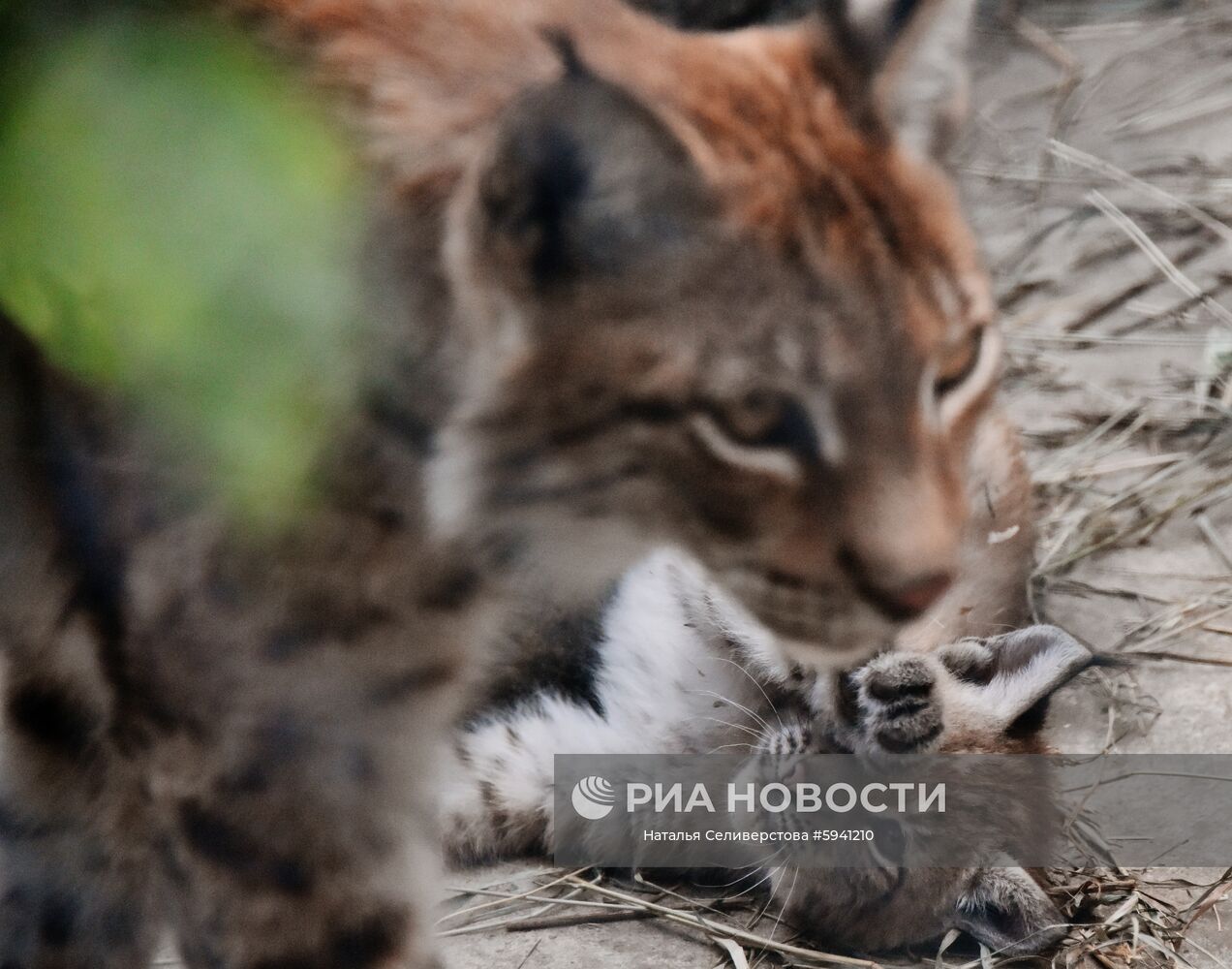 Восточносибирская рысь Гайка с одним из двух детенышей, родившихся 20 мая, в вольере Московского зоопарка.
Место: Россия, Москва. Автор: Наталья Селиверстова/РИА Новости. Детеныши рыси в Московском зоопарке