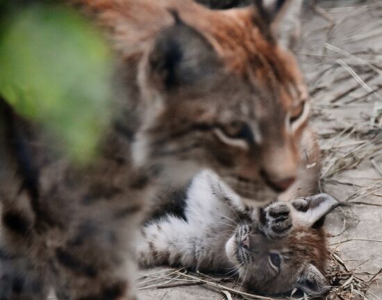 Детеныши рыси в Московском зоопарке