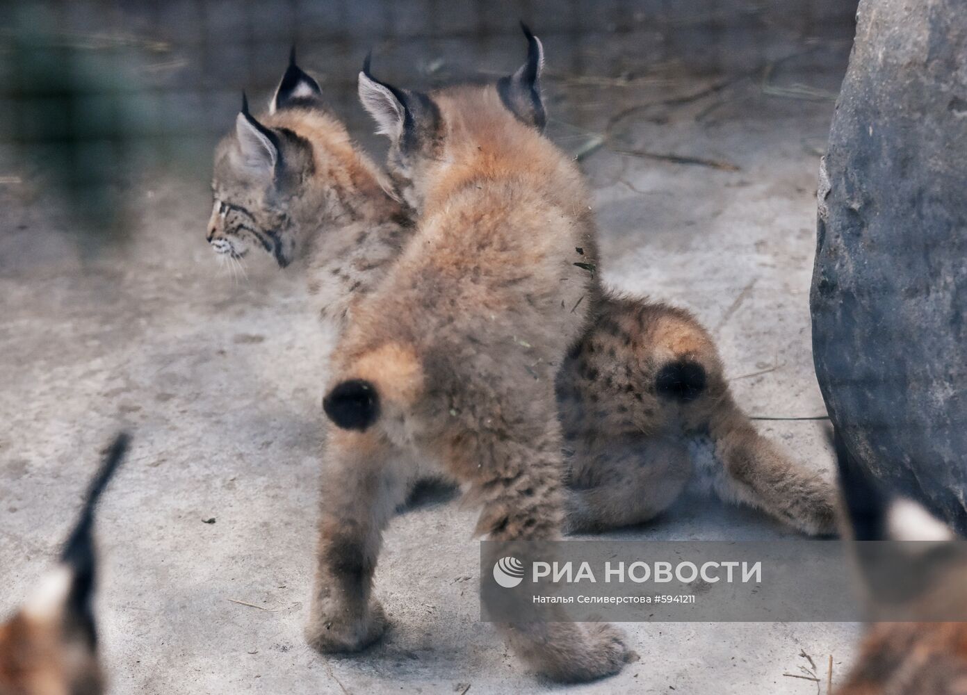 Детеныши рыси в Московском зоопарке