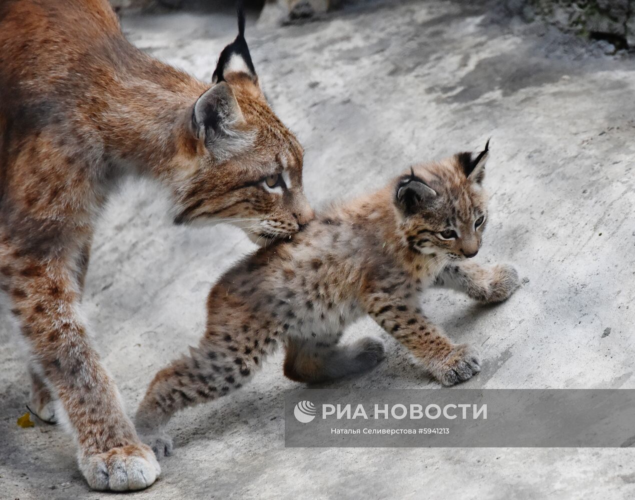 Восточносибирская рысь Гайка с одним из двух детенышей, родившихся 20 мая, в вольере Московского зоопарка. Место: Россия, Москва. Автор: Наталья Селиверстова/РИА Новости. Детеныши рыси в Московском зоопарке