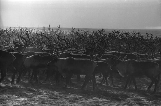 Оленеводы Чукотки