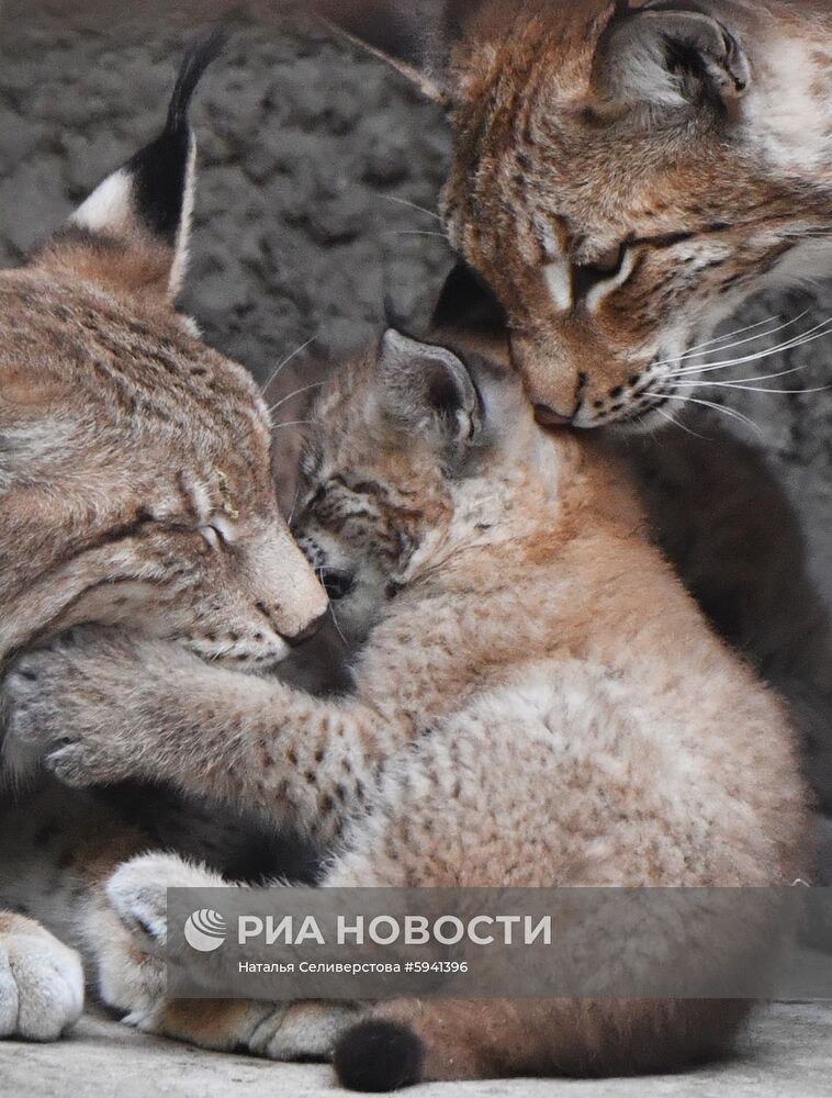 Детеныши рыси в Московском зоопарке