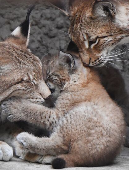 Детеныши рыси в Московском зоопарке