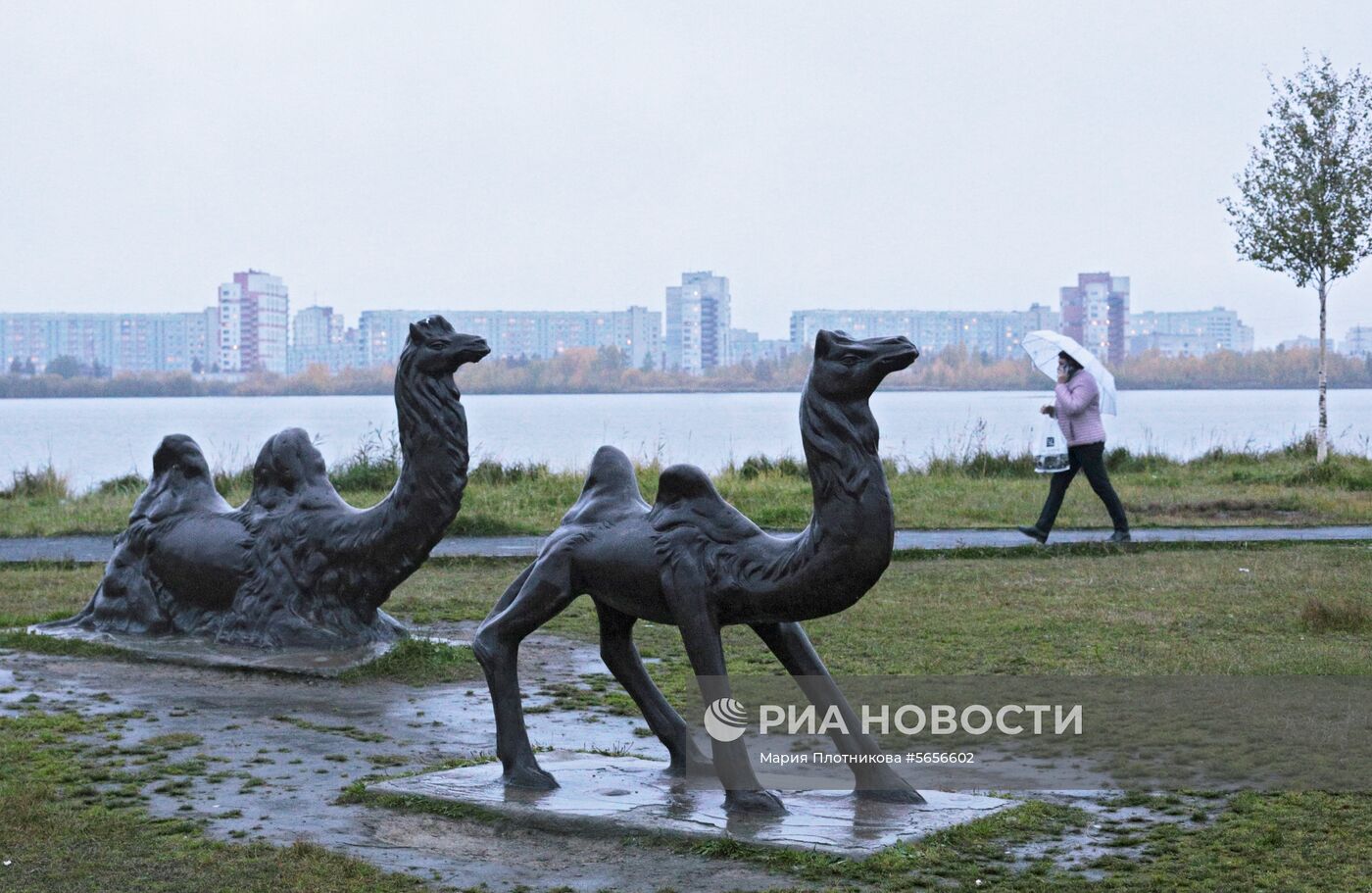 Медведь в Северодвинске 4 июня г.: фото - 4 июня - ru