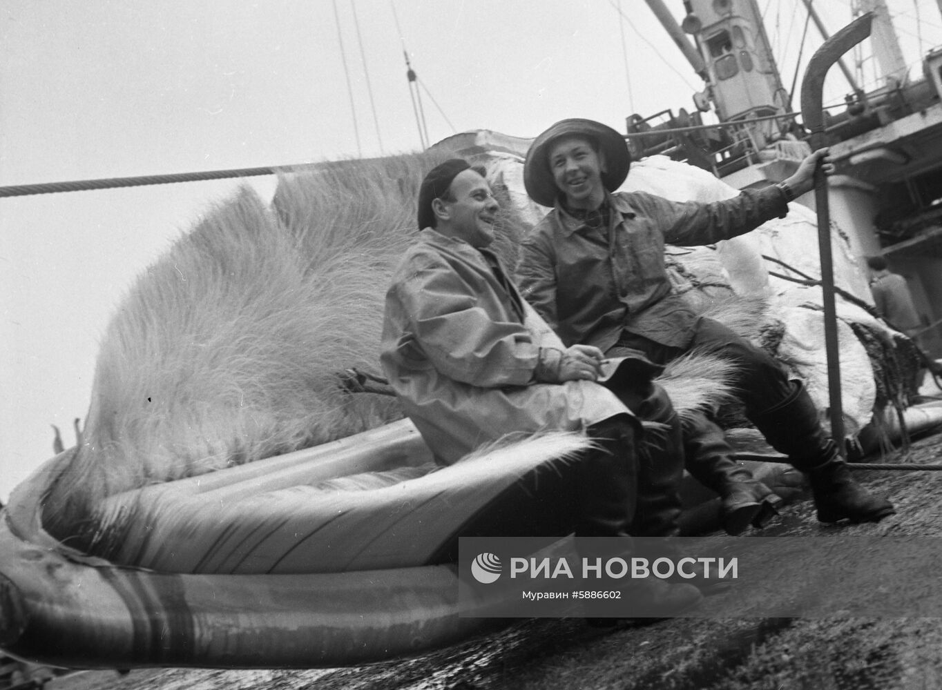 Советский китобойный промысел | РИА Новости Медиабанк