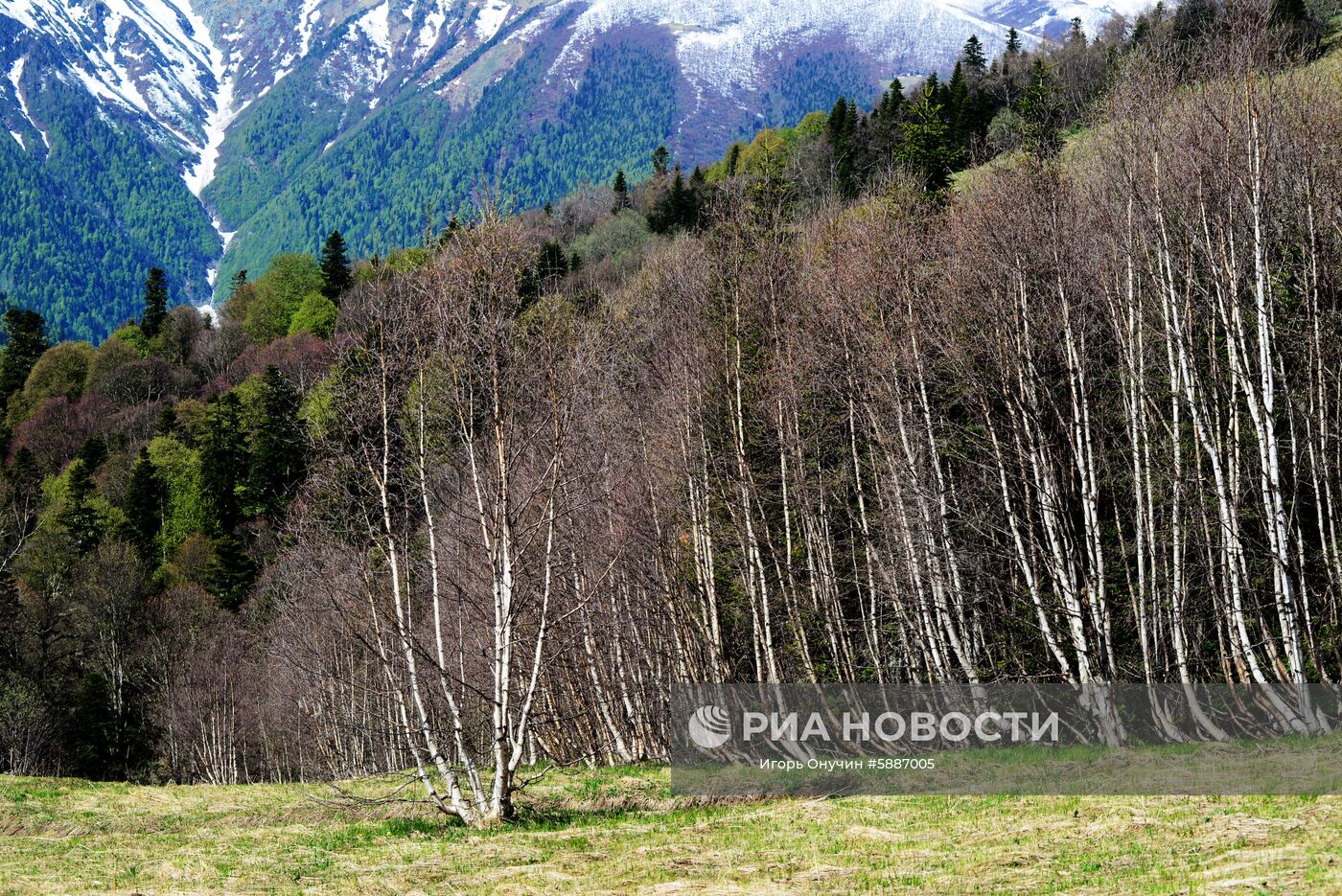 деревья северного кавказа фото и названия